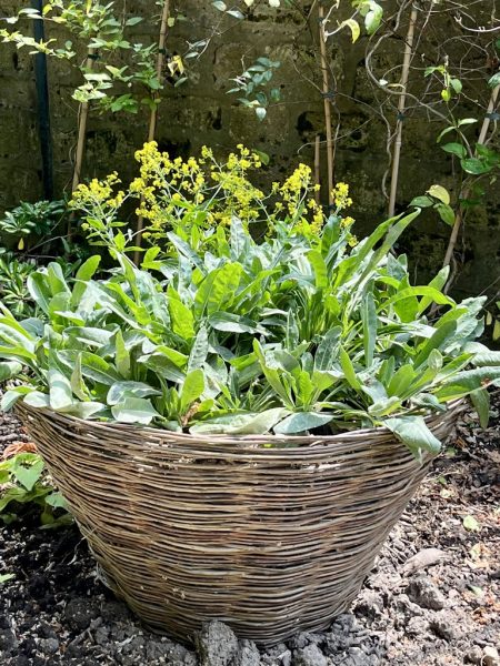 Plantes Tinctoriales Traditionnelles (bio) - Coffret Cadeau De Semences