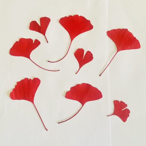 Ginkgos rouges